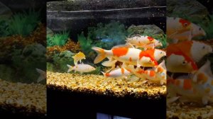 Карпы Кои Кохаку и Горомо под Adelante?