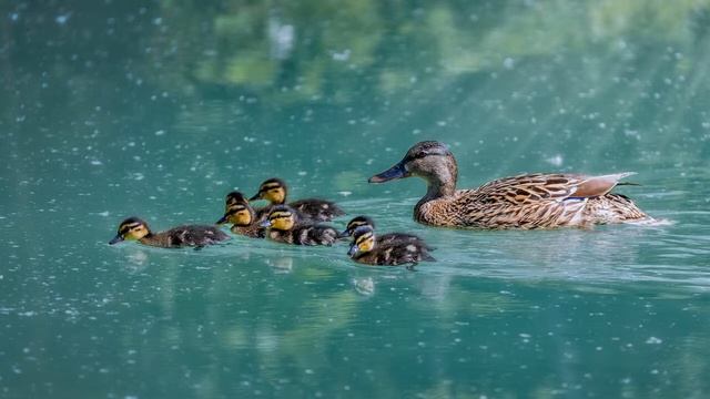Картинка птицы. Вода, озеро, утки плывут, клюв, перья | Hoton tsuntsu. Ruwa, tafkin, ducks suna iyo смотреть онлайн