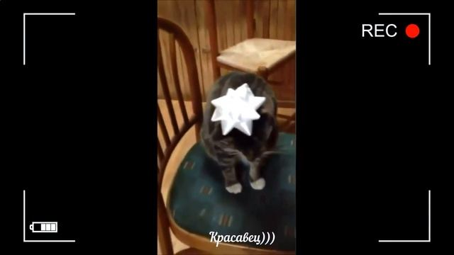 Смех, юмор, приколы! Новейшая нарезка! Лучшая подборка июль 2020. Смех продлевает жизнь))) смотреть онлайн