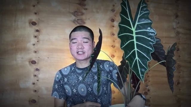 BEST TRICKS TO CARE ALOCASIA AMAZONICA | MGA DAPAT AT HINDI DAPAT GAWIN смотреть онлайн