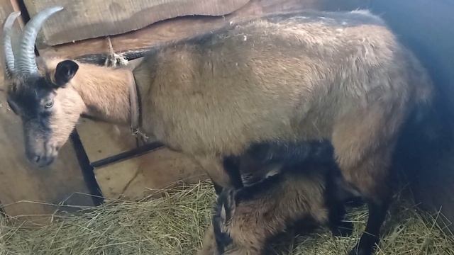 У козы нет молока смотреть онлайн