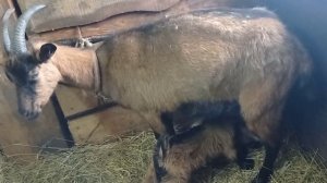 У козы нет молока