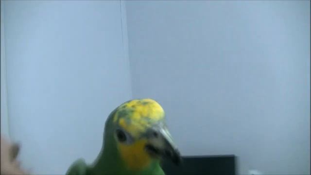 На приеме у ветврача орнитолога Амазон Арчи. смотреть онлайн