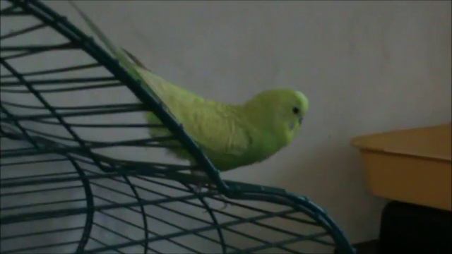 вольнистый попугай говорит.пиз...ец что происходит смотреть онлайн