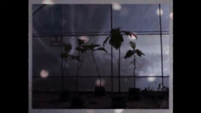 ANRI SALA THE GUARDIAN ABC NEWS смотреть онлайн