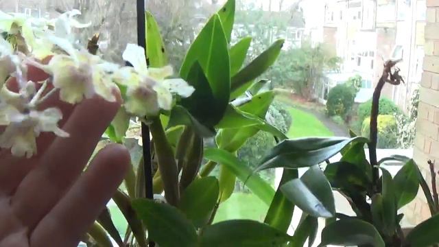 Orchids in Bloom & Spike Jan 2023 смотреть онлайн