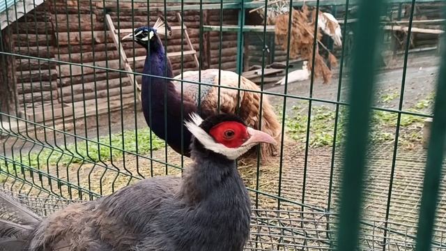 Golden Pheasant Park Ukraine / Біопарк Золотий фазан смотреть онлайн