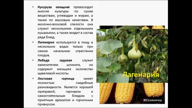Полезные овощи смотреть онлайн