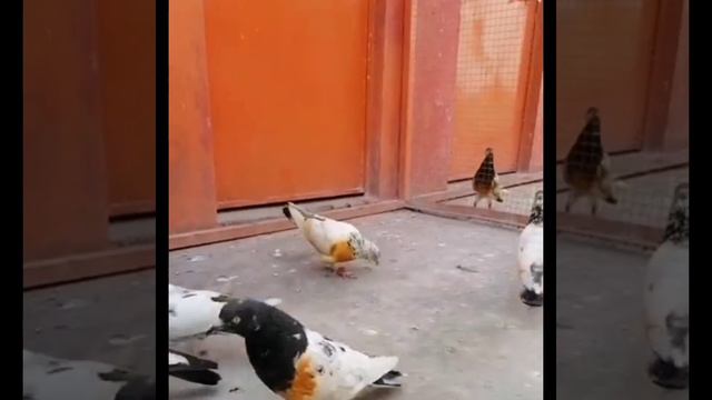 Best High Flying Pigeon | Pigeon Flying 2021 | Top 10 Flying Pigeon