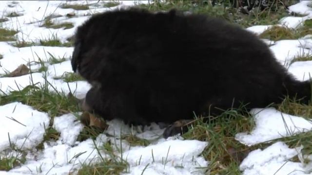 Щенки тибетского мастифа, мальчики в возрасте 1 месяц. Первый выход на улицу. смотреть онлайн