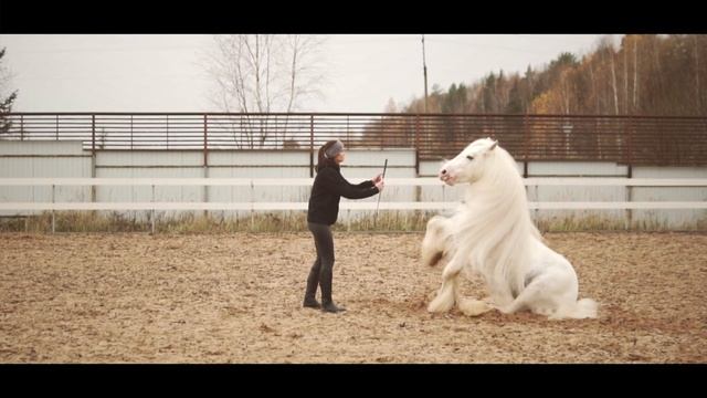 Конь из сказки с гривой до земли: белоснежный трюковой тинкер Hermits Titanium смотреть онлайн