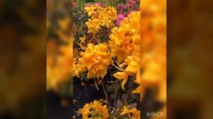 КАК ОТЛИЧИТЬ РОДОДЕНДРОН ОТ АЗАЛИИ? Это просто!