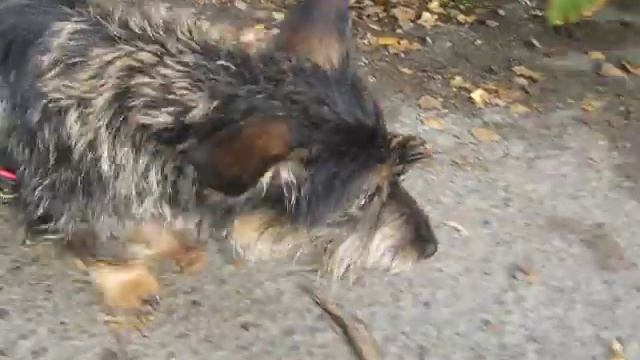 Фаина бежит в огромных листьях с огромной скоростью смотреть онлайн