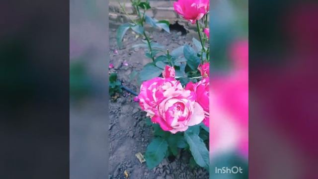 Обзор сорта розы Сатин смотреть онлайн