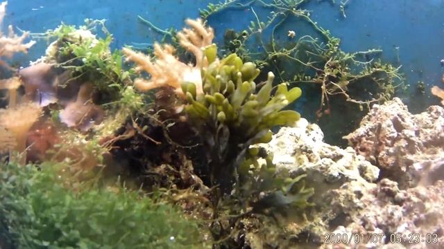 Дары северного моря для морского аквариума смотреть онлайн