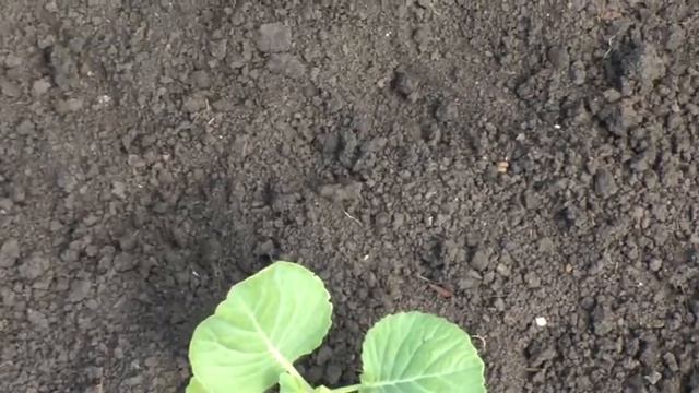 Делайте так мошки на капусте не будет смотреть онлайн