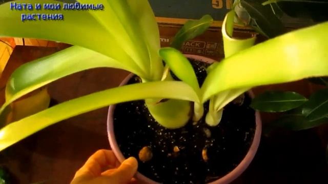 Самочувствие новичков, позабытый гемантус, осенняя депрессия гибискуса и стефанотиса смотреть онлайн