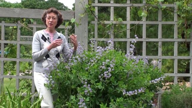 Blue False Indigo Baptisia australis смотреть онлайн