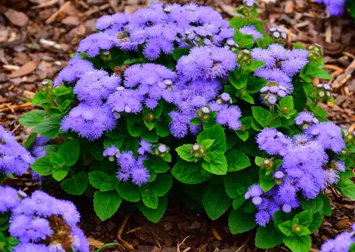 СЕЕМ АГЕРАТУМ ПРАВИЛЬНО! смотреть онлайн