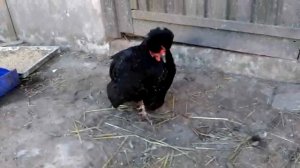 Курица сломала ногу