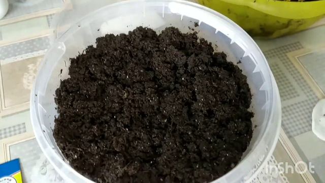 Садоводы-Огородники))🌺Сеем Томат "Монгольский карлик" и Лук "Эксибишен"🌺 смотреть онлайн