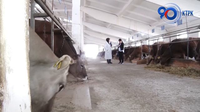 Развитие животноводства в Кыргызстане смотреть онлайн