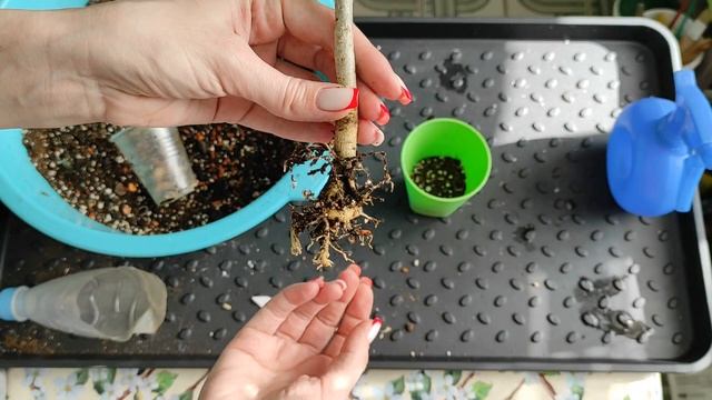 ? АДЕНИУМЫ ? КРАСОТА и не очень ? СУПЕРСКИЙ сюрприз от сеянца! ? ♫♫♫ #адениум #bonsai #adenium