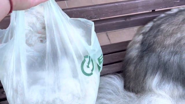 Процесс вычёсывания кавказской овчарки Начало #Кавказскаяовчарка #Кузьма