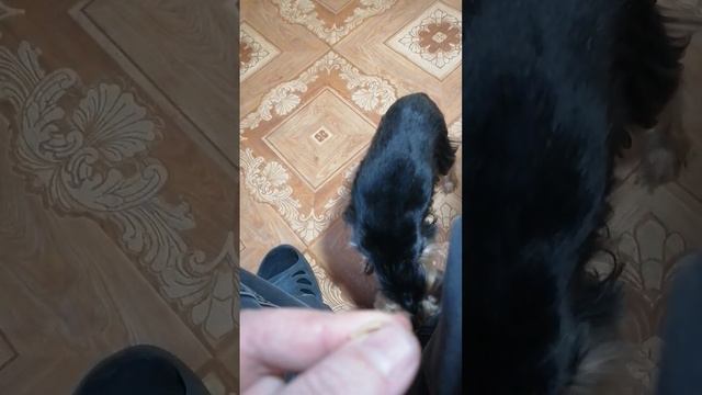 Клёпа семечки кушает смотреть онлайн