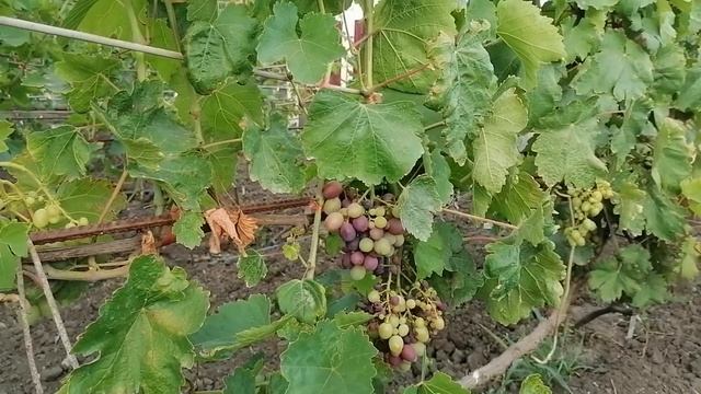 Необходимые меры для надежной защиты винограда. Начало окрашивания и созревания ягод винограда. смотреть онлайн