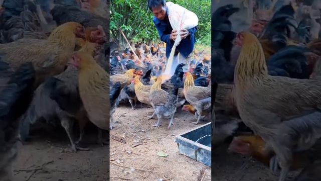 The tremendous scene of a lot of chickens смотреть онлайн