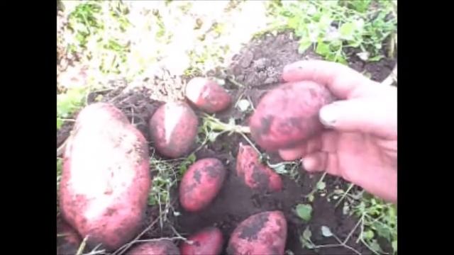 Выбираем картофель на семена смотреть онлайн