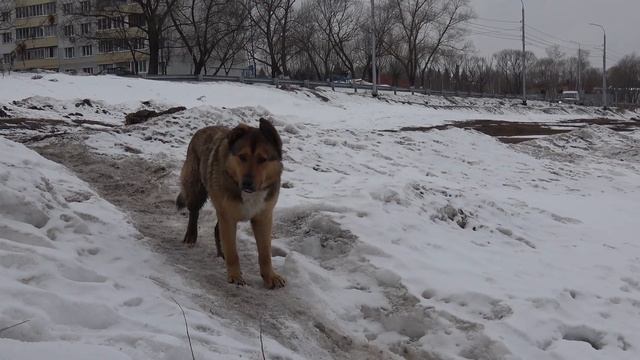 Есть ли рыба в Бронницах? Золотая рыбка-2019, 1 Этап. Весна. смотреть онлайн