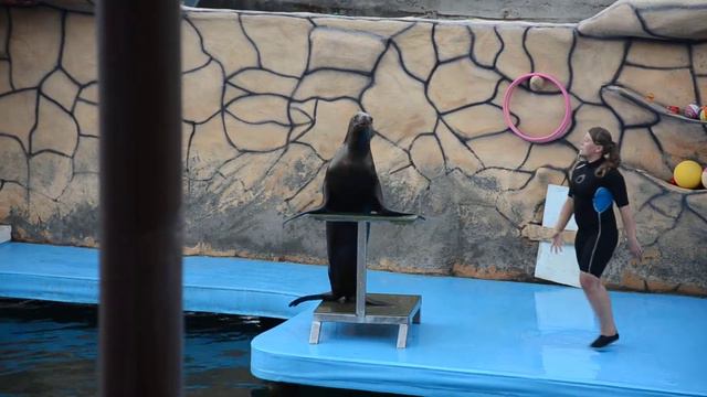 Южно-американская морская львица Розочка смотреть онлайн