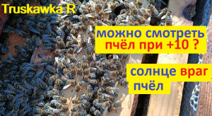 #Пчёлы. Когда можно осматривать пчёл ранней весной на пасеке. Почему солнце ослабляет семьи.