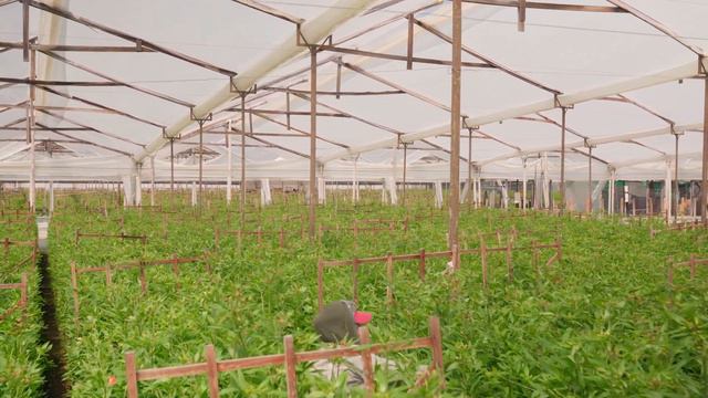 Inside Look: Greenhouse Collection | Volume II смотреть онлайн