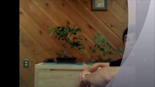 Ginkgo Biloba Bonsai Video