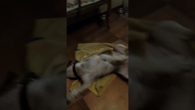 Моя собака Алик. Купание 😆😆😆😎😚😘 бигля. смотреть онлайн