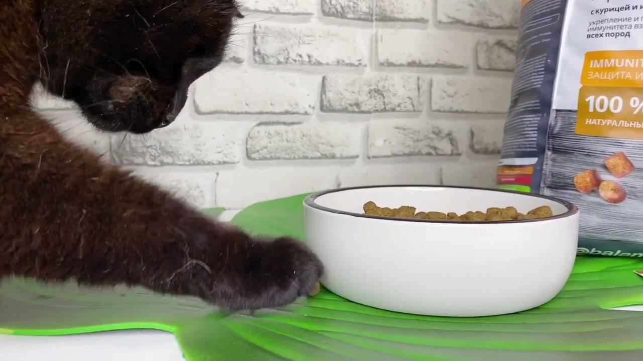 Корм для кошек PROBALANCE "IMMUNO PROTECTION" С КУРИЦЕЙ И ИНДЕЙКОЙ смотреть онлайн