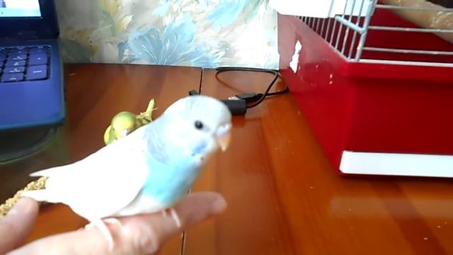 Супер ручные птенчики волнистого попугая! смотреть онлайн