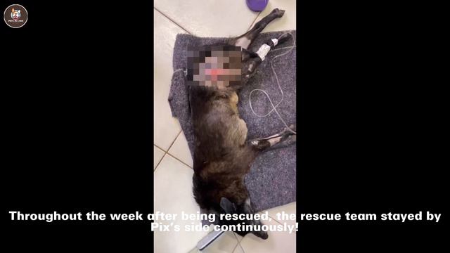 He Tearfully Counted His Final Moments, Waiting in Vain for His Owner's Care смотреть онлайн