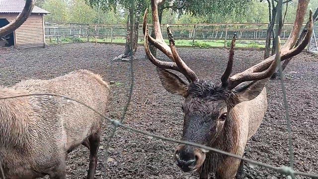 Нац.парк Зюраткуль.Челябинская обл.Мараловая ферма. 1 смотреть онлайн