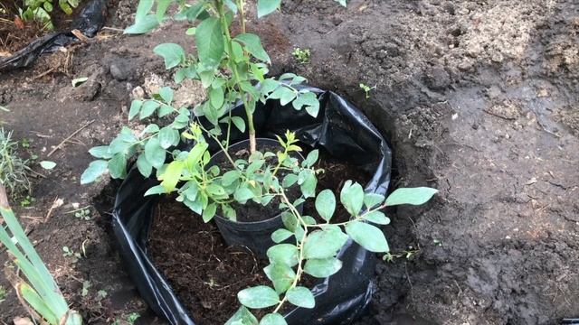 Посадка голубики - мои секреты смотреть онлайн