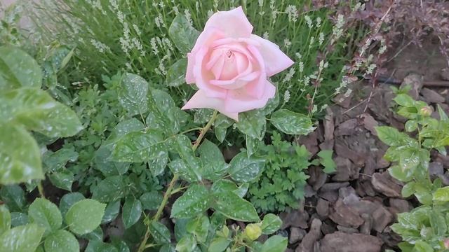 роза Мириам, чайно гибридная смотреть онлайн