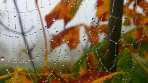 Рок-острова-А осень плакала!