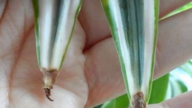 ХЛОРОФИТУМ. Cохнут или чернеют кончики листьев. Проблемы выращивания, болезни и вредители.