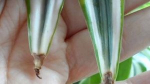 ХЛОРОФИТУМ. Cохнут или чернеют кончики листьев. Проблемы выращивания, болезни и вредители.