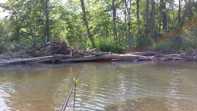 #звукиприроды #soundsofnature #birdsong Звуки природы. Рыбалка в лесной реке. Пение птиц, звуки лес