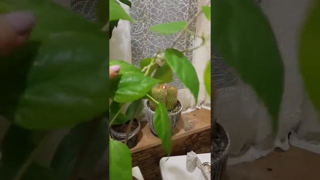 Китайская роза, уход, небольшой обзор. смотреть онлайн