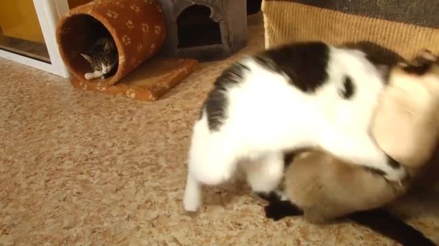 Ко мне! как выбрать котёнка и правильно воспитывать смотреть онлайн